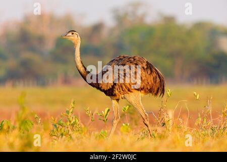 Greater Rhea, Rhea americana, großer Vogel mit flauschigen Federn, Tier in Natur Lebensraum, Abendsonne, Pantanal, Brasilien. Rhea auf der Wiese. Wildli Stockfoto