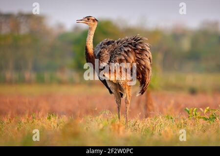 Wildtierszene aus Brasilien. Vogel mit langem Hals. Greater Rhea, Rhea americana, großer Vogel mit flauschigen Federn, Tier im Naturraum, Abendsonne, P Stockfoto