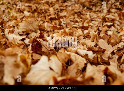 Abgefallene trockene Blätter. Trockene braune Blätter auf dem Boden. Herbstblatt Herbst. Braune Blätter auf dem Boden im Spätherbst. Herbsthintergrund. Stockfoto