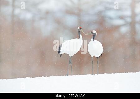 Schneetanz in der Natur. Wildlife Szene aus verschneiten Natur. Schneebedeckter Winter. Tanzendes Paar von rot-gekrönten Kran mit offenem Flügel im Flug, mit Schneesturm, Hok Stockfoto