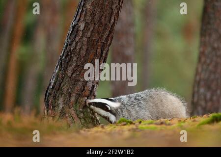 Dachs im Wald, Tiernaturlebensraum, Deutschland, Europa. Wildtierszene. Wilder Dachs, Meles meles, Tier in Holz. Europäischer Dachs, Herbstkiefer grün Stockfoto