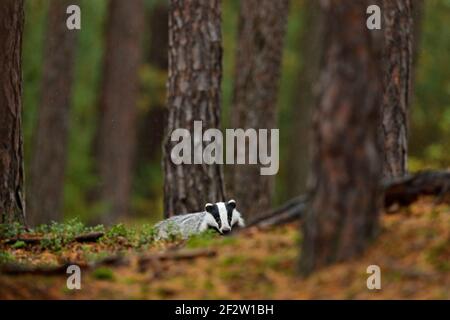 Dachs im Wald, Tiernaturlebensraum, Deutschland, Europa. Wildtierszene. Wilder Dachs, Meles meles, Tier in Holz. Europäischer Dachs, Herbstkiefer grün Stockfoto