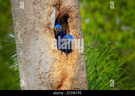 Hyazinth-Ara, zwei brütende Vögel, im Baumnest Hohlraum, Pantanal, Brasilien, Südamerika. Detail Porträt von schönen großen blauen Papagei in der Natur habita Stockfoto