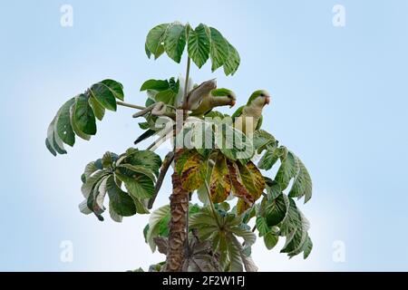 Grüner Papagei, Mönchssittich, Myiopsitta monachus, Vogel in der Natur Baum Lebensraum, essen Obst, Pantanal, Brasilien. Quaker Papagei. Zwei Vögel auf Palmen tr Stockfoto