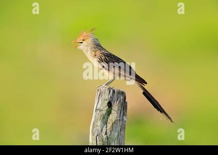 GUIRA Kuckuck, Guira guira, in der Natur Lebensraum, Vogel sitzt in Barsch, grauer Vogel, Mato Grosso, Pantanal, Brasilien. Abendlicht. Kuckuck aus Brasilien, gre Stockfoto