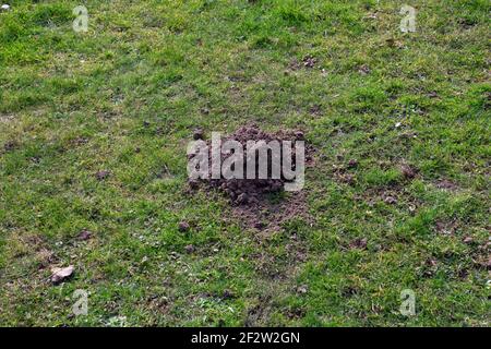 Maulwurf Loch auf dem grünen Gras im Frühjahr ländlichen Zeit Querformat Stockfoto