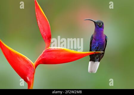 Tropischer Vogel mit roter Blume. Kolibri, Action Wildlife Szene aus der Natur. Kolibri aus Costa Rica im tropischen Wald. Großer blauer Vogel Violet Sabrew Stockfoto