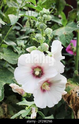 Alcea Blume allgemein als Hollyhocks oder Malven bekannt. Sommerzeit Stockfoto