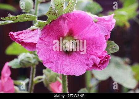 Alcea Blume allgemein als Hollyhocks oder Malven bekannt. Sommerzeit Stockfoto