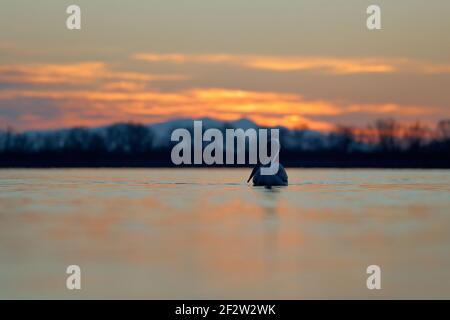 Pelican, Sonnenaufgang am Morgen. Dalmatinischer Pelikan, Pelecanus crispus, im Kerkini-See, Griechenland. Palican mit offenem Flügel, Jagdtier. Wildtierszene, Europ Stockfoto