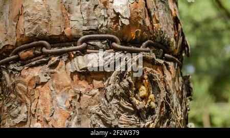 Strang aus Eisenketten werden um einen dicken Baum gebunden und in die Rinde aufgenommen. Eingewachsene Eisenkette in eine Baumrinde. Eine alte Kette, die in einen Baum eingebettet ist. Envi Stockfoto