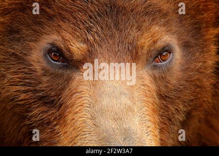 Brown bear, close-up detail eye portrait. Brown fur coat, danger animal. Wildlife nature. Fixed look, animal muzzle with eyes. Big mammal from Russia. Stockfoto