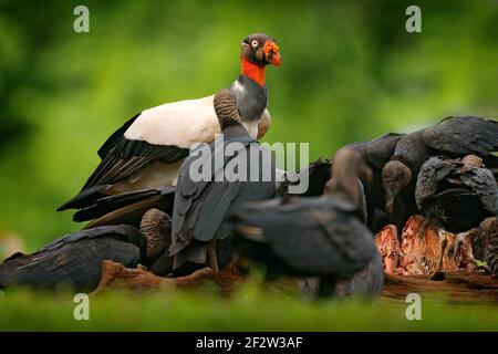 Königsgeier, Sarcoramphus Papa, mit carcas und schwarzen Geiern. Rotkopfvogel, Wald im Hintergrund. Wildlife-Szene aus tropischer Natur. Kondore i Stockfoto