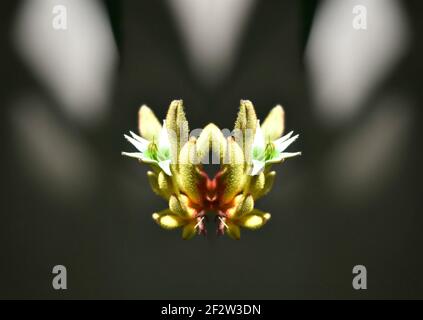 Anigozanthos pulcherrimus, eine exotische Zierpflanze mit goldgelben, samtigen Blüten auf einer abstrakten Komposition. Stockfoto