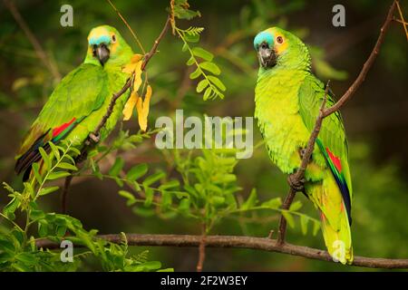 Zwei Papageien, Razil im Lebensraum. amazonas mit türkisfarbener Fassade, Amazona aestiva, Portrait eines hellgrünen Papagei mit rotem Kopf, Costa Rica. Flugvogel. Stockfoto