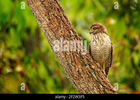 Straßenfalke, Rupornis magnirostris, junger Vogel am Baum, Pantanal, Brasilien, Wildlife scene from tropic Forest. Waldhintergrund. Hawk in der habi Stockfoto