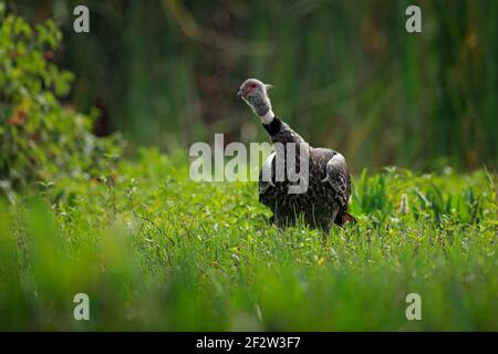 Southern Screamer, Chauna torquata, wassergrüne Vegetation, Pantanal, Brasilien. Vogel, Waldwiesenlebensraum. Wildlife-Szene aus der Natur. Southern Scream Stockfoto