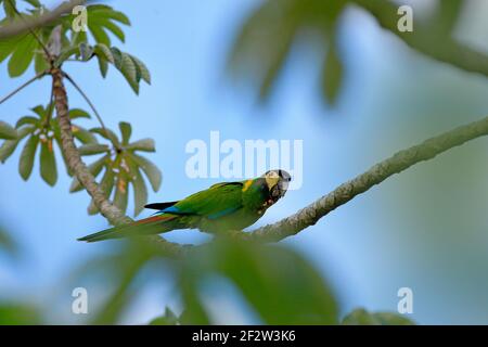 Gelbhalsara, Primolius auricollis, Portrait großer grüner Papagei, Pantanal, Brasilien, Südamerika. Schöne seltene Vogel in der Natur Lebensraum. Wi Stockfoto