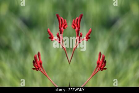 Anigozanthos Kanga Red, eine exotische Zwergpflanze mit samtigen, tiefroten Blüten auf einer abstrakten Komposition. Stockfoto