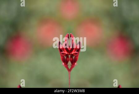 Anigozanthos Kanga Red, eine exotische Zwergpflanze mit samtigen, tiefroten Blüten auf einer abstrakten Komposition. Stockfoto