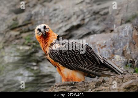 Lammergeier oder Bartgeier, Gypaetus barbatus, Detailportrait von seltenen Bergvögeln, auf dem Felsen sitzend, Tier im Steinhabitat, Marokko. Selten Stockfoto