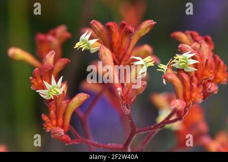 Anigozanthos Rufus eine exotische Zierpflanze mit einzigartigen, samtigen, röhrenförmigen, reichen roten Blüten und flauschigen Stielen auf einer abstrakten Komposition. Stockfoto