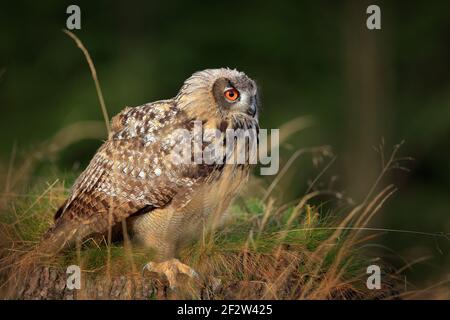 Adlereule, Baumstamm im Gras. Sitzende junge eurasische Adler Eule auf Moos Baumstumpf mit in Wald Lebensraum, Weitwinkel-Linse Foto Stockfoto