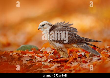 Lanner Falcon, Falco biarmicus, Afrika seltener Greifvogel mit orangefarbenen Blättern verzweigt sich im Herbstwald, Spanien. Wildlife-Szene aus der Natur. Herbst in oran Stockfoto