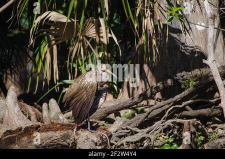 Ein Limpkin sitzt am Ufer des Silver River zwischen Palmblättern und Zypressenknien im Silver Springs State Park, Florida, USA Stockfoto