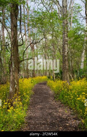 Die Wildblumen der gelben Schmetterlinge blühen im Frühling entlang des Wander-/Spazierwegs A im Lake Fausse Point State Park, Louisiana, USA Stockfoto