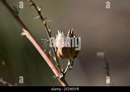 Rote Yucca (Hesperaloe parviflora) trockene Samenkapseln auf einer abstrakten Komposition. Stockfoto