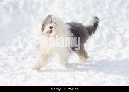 Bobtail Schäferhund läuft auf weißem Schnee im Winterpark. Haustiere. Reinrassig. Stockfoto
