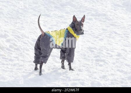 Niedliche mexikanische haarlose Hund Welpen in schönen Haustier Kleidung steht auf einem weißen Schnee im Winter Park. Haustiere. Reinrassig. Stockfoto