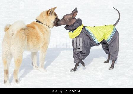 Süßer mexikanischer haarloser Hundewelpe und amerikanischer akita Welpe stehen auf einem weißen Schnee im Winterpark. Haustiere. Reinrassig. Stockfoto