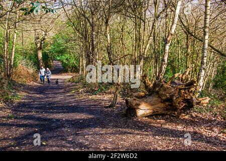 Spaziergang mit dem Hund in Lesnes Abbey Woods. Stockfoto