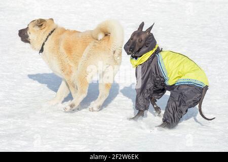 American akita Welpe und mexikanischen haarlosen Hund Welpen laufen auf einem weißen Schnee im Winter Park. Haustiere. Reinrassig. Stockfoto