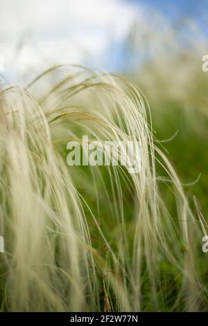 Unschärfe-verwackler natürlicher vertikaler Hintergrund. Verschwommene Bewegung von Gräsern und blauem Himmel. Stockfoto
