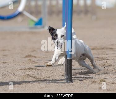 Ein Jack Russell Terrier beim Slalom auf einem Hund Agilität Kurs Stockfoto