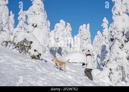 Eine junge Frau mit ihrem Hund, die in einem verschneiten Wald im Koli Nationalpark in Finnland Stockfoto