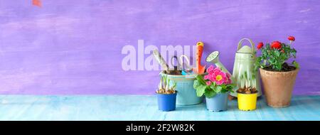 Gartenarbeit im Frühling, junge Krokus, primula und Butterblume Blumen mit Gartengeräten, gute Kopiefläche Stockfoto