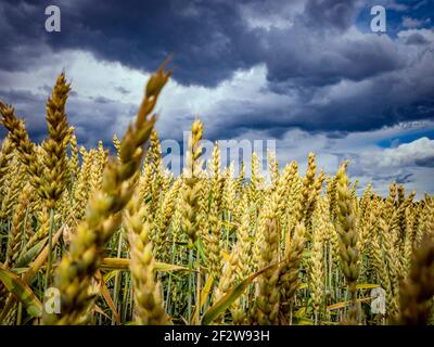 Goldene Dorne aus reifem Weizen auf dem Feld Stockfoto
