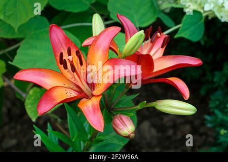 Orangene und rote Lilienblüten im Garten. Sommerzeit Stockfoto