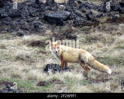 Ein wilder Fuchs, der um Tolbachick Vulcano auf der Halbinsel Kamtschatka, Russland, streift Stockfoto