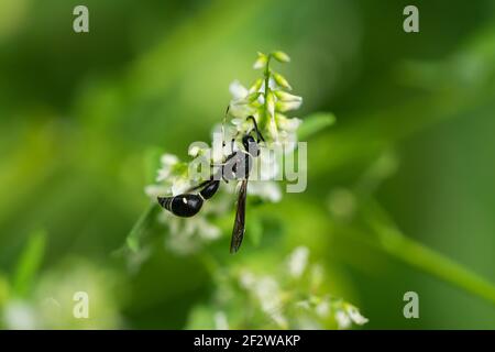 Brüderliche Potter Wasp auf weißen Sweetklee Blumen Stockfoto