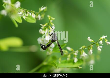 Brüderliche Potter Wasp auf weißen Sweetklee Blumen Stockfoto