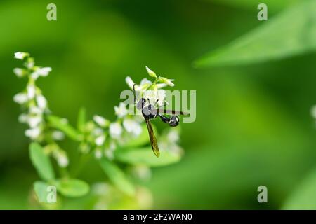 Brüderliche Potter Wasp auf weißen Sweetklee Blumen Stockfoto