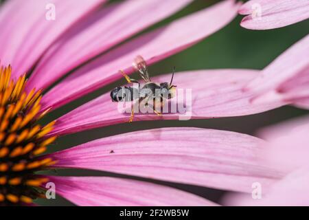 Streitbarer Leafcutter Biene auf Echinacea Blumen Stockfoto