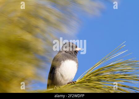 Schieferfarben Dunkeläugige Junco ( Junco hyemalis ) ist ein Singvogel in Nordamerika. Dieses Erwachsene Männchen wurde im Winter an einem Kiefernzweig gesichtet Stockfoto