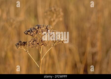 Nahaufnahme von getrockneten braunen Tansy Blume Samenkapseln - Tanacetum Vulgare Stockfoto