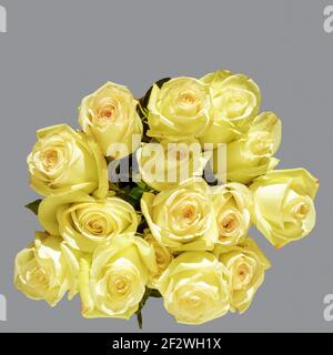 Bouquet von gelben zarten Rosen auf grauem Hintergrund. Grußkarte für Muttertag, Geburtstag, Hochzeitstag. Stockfoto